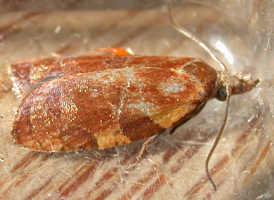 Oak Cenopis
